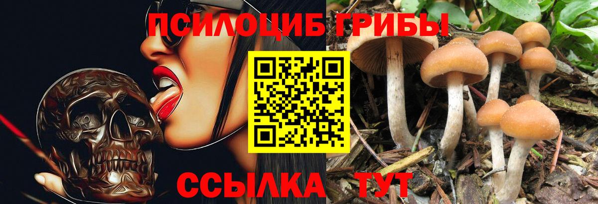 Псилоцибиновые грибы прущие грибы  Вход с VPN  Истра 